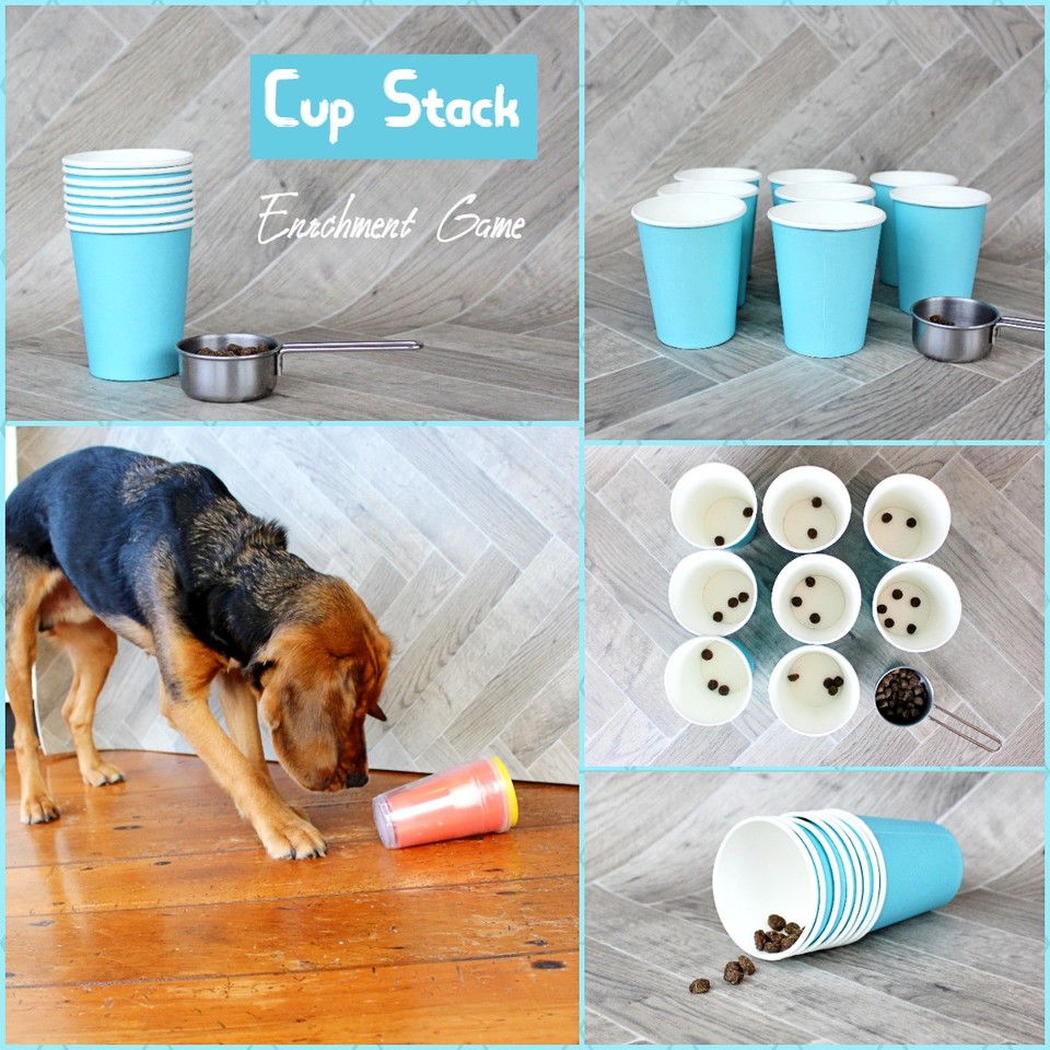 6 Pet Enrichment Toys You Can Make at Home - Stack Veterinary Hospital