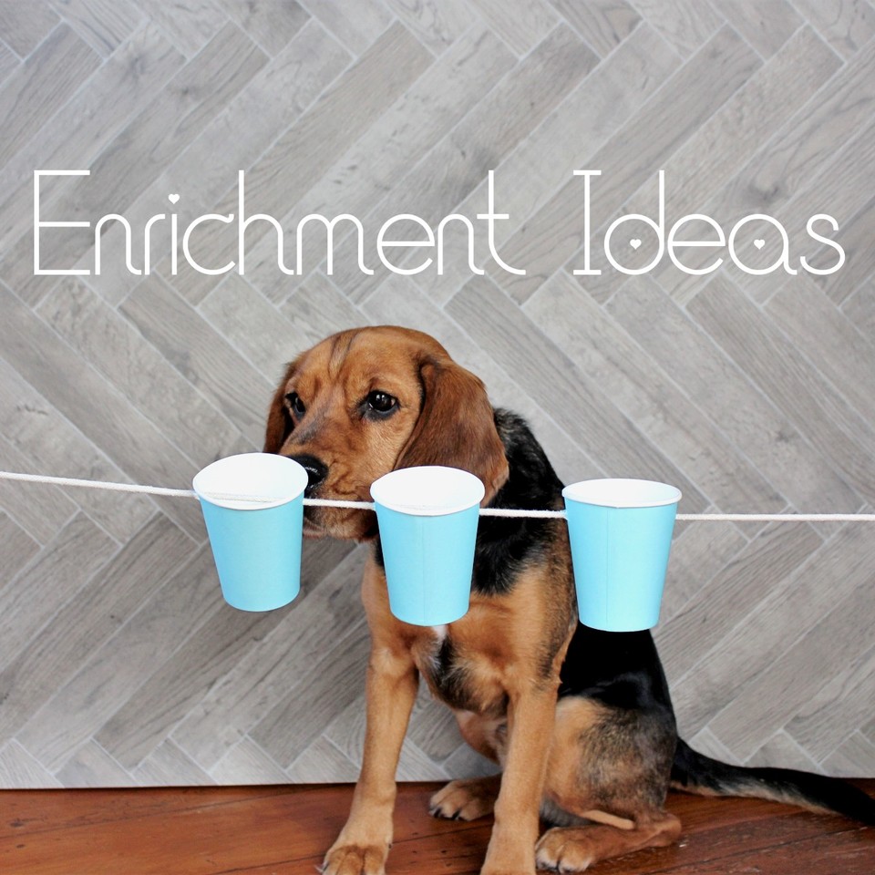 Enrichment Ideas For Pets - Blog - Love on a Leash